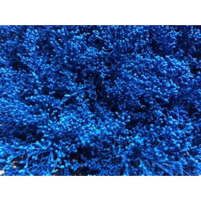 Solidago Dyed Blue 80cm