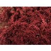 Solidago Dyed Bordeaux 80cm