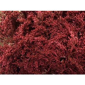 Solidago Dyed Bordeaux 80cm
