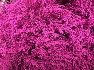 Solidago Dyed Cerise 80cm