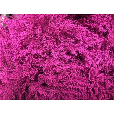 Solidago Dyed Cerise 80cm