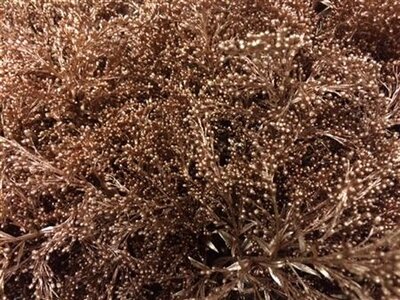 Solidago Dyed Copper 80cm