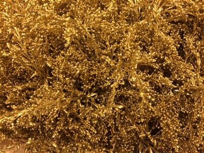 Solidago Dyed Gold 80cm