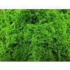 Solidago Dyed Green 80cm