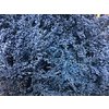 Solidago Dyed Light Blue 80cm