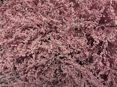 Solidago Dyed Light Pink 80cm