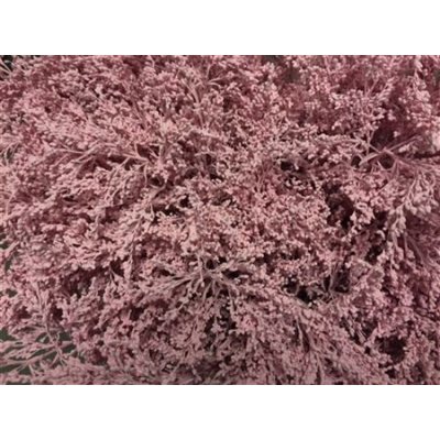 Solidago Dyed Light Pink 80cm