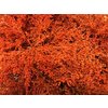 Solidago Dyed Orange 80cm