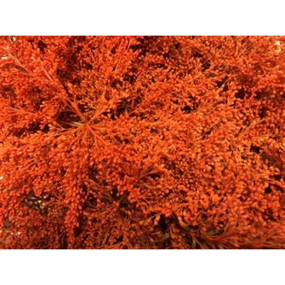 Solidago Dyed Orange 80cm