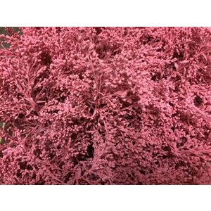 Solidago Dyed Pink 80cm