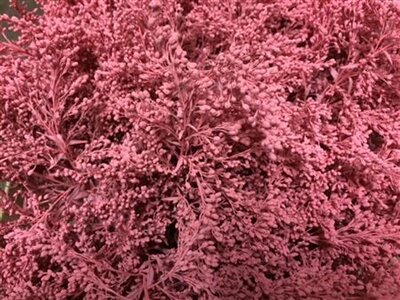 Solidago Dyed Pink 80cm