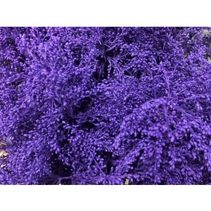 Solidago Dyed Purple 80cm