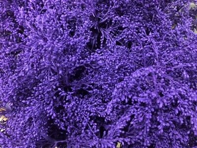 Solidago Dyed Purple 80cm