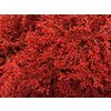 Solidago Dyed Red 80cm