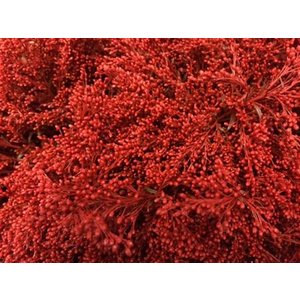 Solidago Dyed Red 80cm