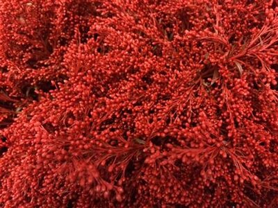 Solidago Dyed Red 80cm