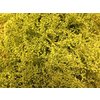 Solidago Dyed Yellow 80cm