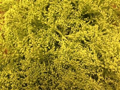 Solidago Dyed Yellow 80cm