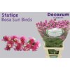 Statice Dutch Caldo Sun Birds 60cm