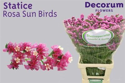 Statice Dutch Caldo Sun Birds 60cm