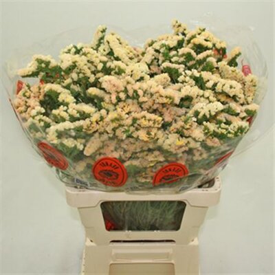 Statice Import Apricot 60cm