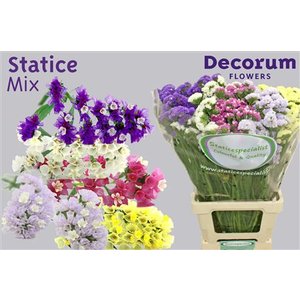 Statice Import Mix In Bunch L60