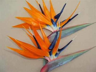 Strelitzia Bloem *12