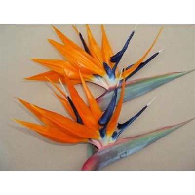 Strelitzia Bloem *12