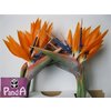 Strelitzia Bloem *16