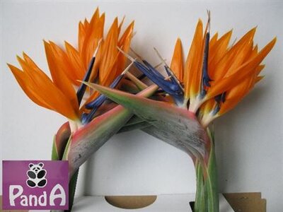 Strelitzia Bloem *16