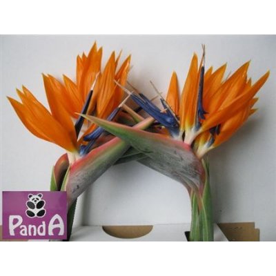 Strelitzia Bloem *6