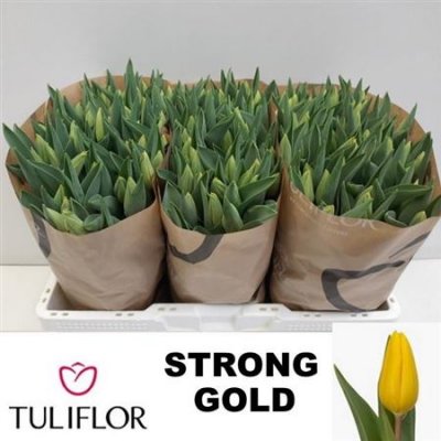 Tu En Strong Gold