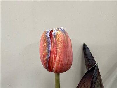 Tulp Dyed Aruba