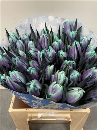 Tulp Dyed Ibiza