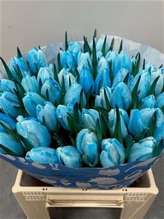 Tulp Dyed Light Blue