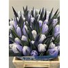 Tulp Dyed Pastel Lilac