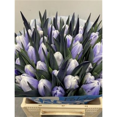 Tulp Dyed Pastel Lilac