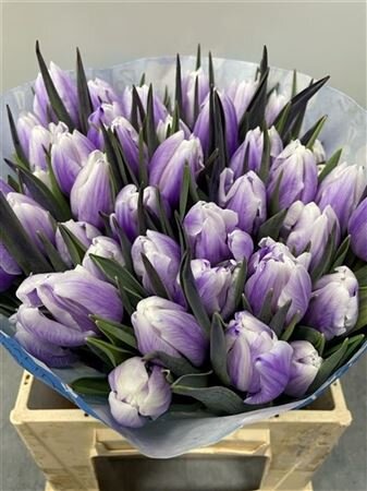 Tulp Dyed Pastel Milka