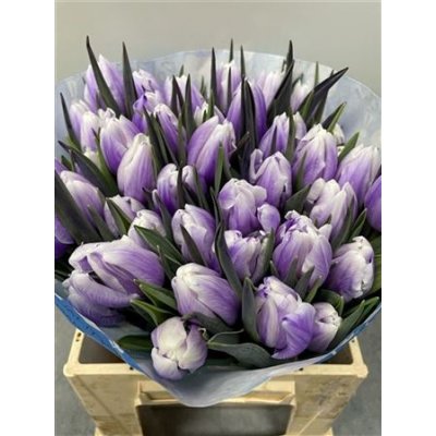 Tulp Dyed Pastel Milka