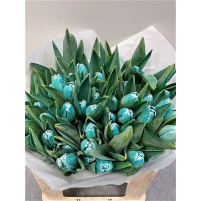 Tulp Dyed Tiffany