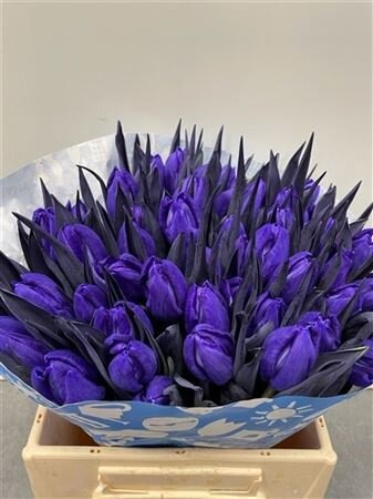 Tulp Dyed Violet