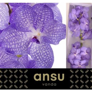 Vanda By Flower Angelite
