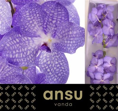 Vanda By Flower Angelite