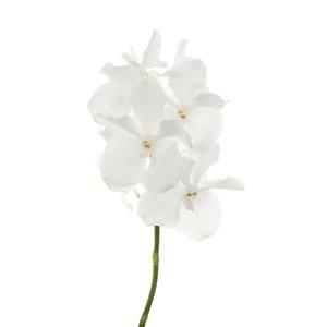 Vanda By Flower Ansu No.1