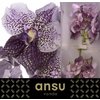 Vanda By Flower Antique Mauve Plum