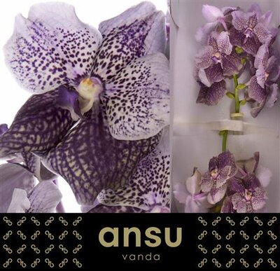 Vanda By Flower Antique Mauve Plum