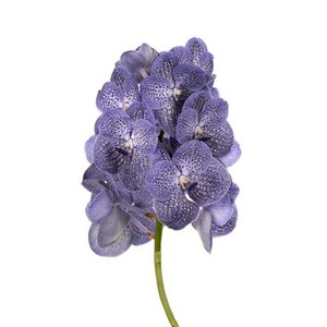 Vanda By Flower Blue Spot 800