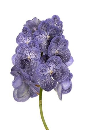 Vanda By Flower Blue Spot 800