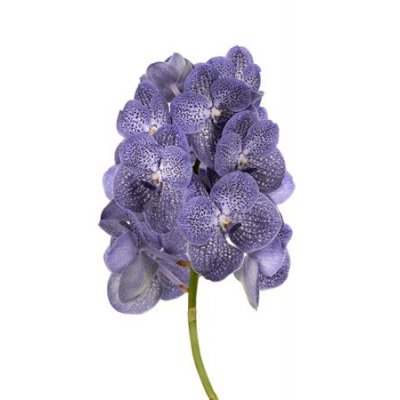 Vanda By Flower Blue Spot 800