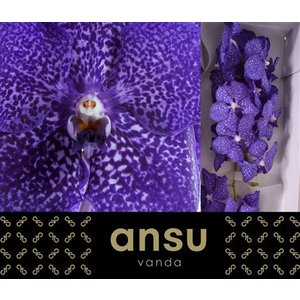 Vanda By Flower Blueberry Smoothie
